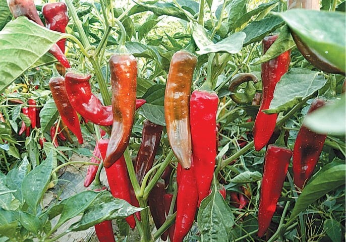 100% Organic Sri Lankan Sun Dried Hot & Spicy RED CHILLI 100g Free Shipping
