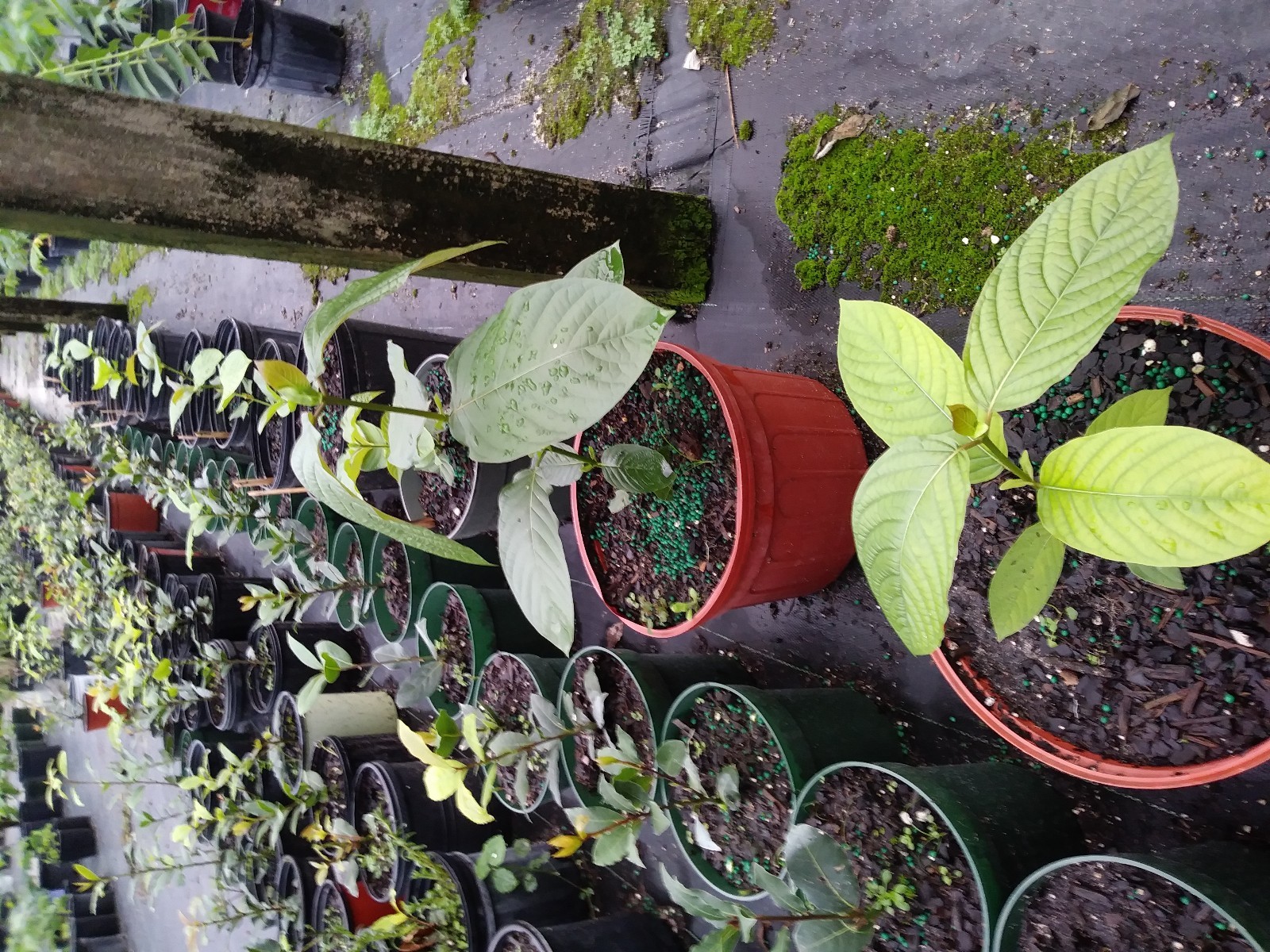 Laurus nobilis – ‘Bay Leaf Tree’ – 2 plant special LOWEST PRICE FREE SHIPPING