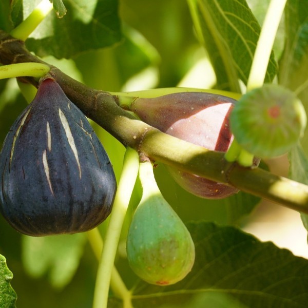 Fig Leaves Dried Loose Ficus carica L. Premium Quality 100 g Free Postage