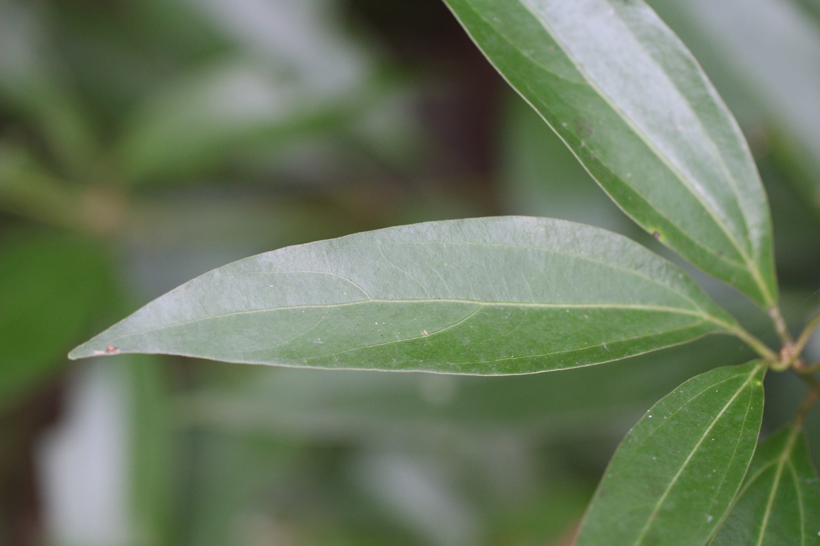 Ceylon Bay Leaves Wild Cinnamomum cassia Neolitsea cassia Balanopsis 3.5oz-26oz