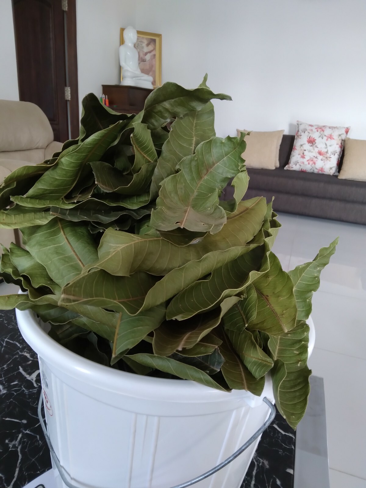 Ceylon dried mango leaves 100% organic homemade leaves for tea 100pcs
