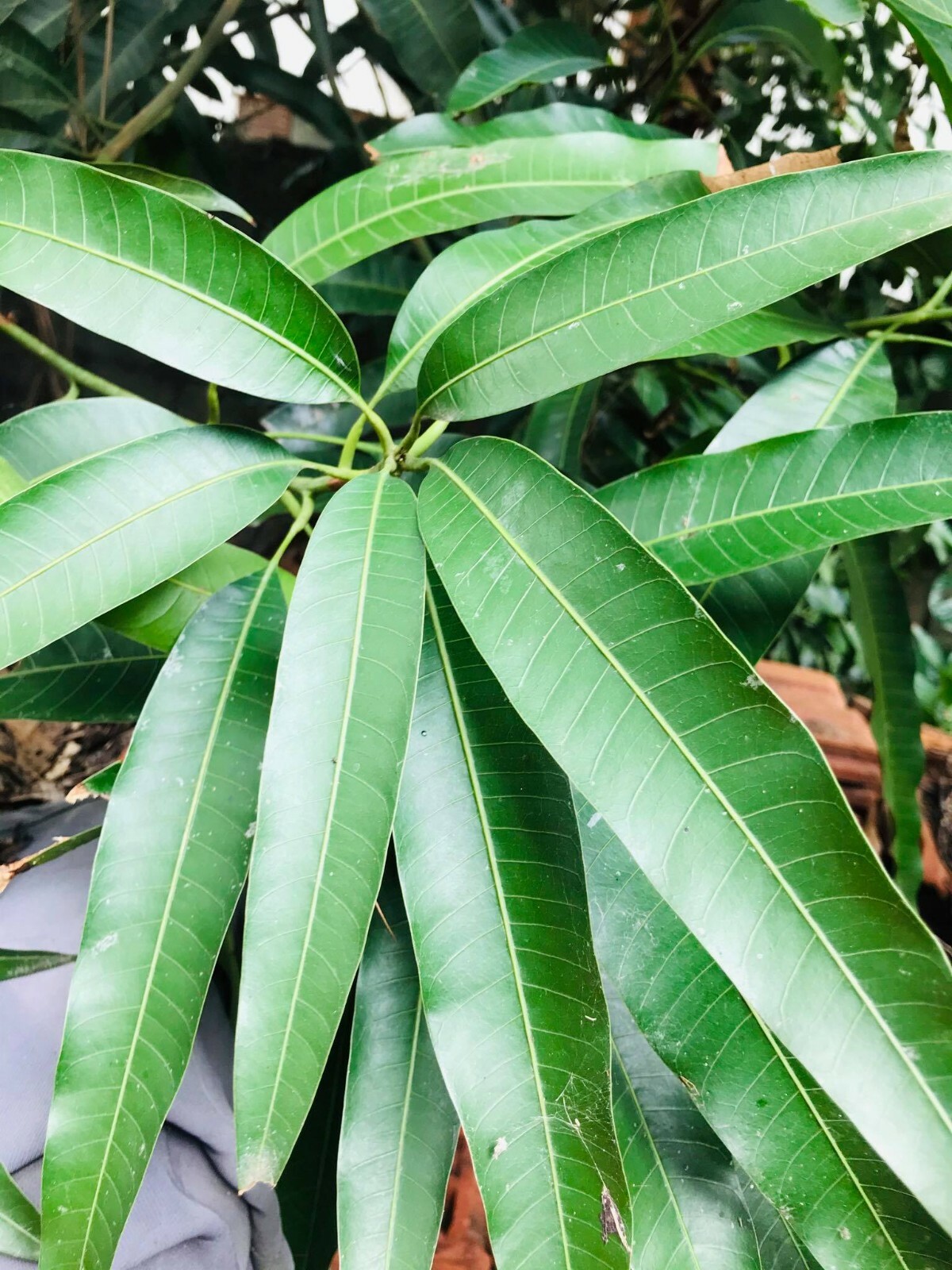 Sun Dried Mango Leaves 200g 100% Organic Home Grown in Ceylon Free Shipping