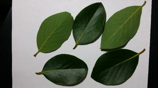Freshly picked California Bay Leaves – Organic (no pesticides, approx.15 leaves)