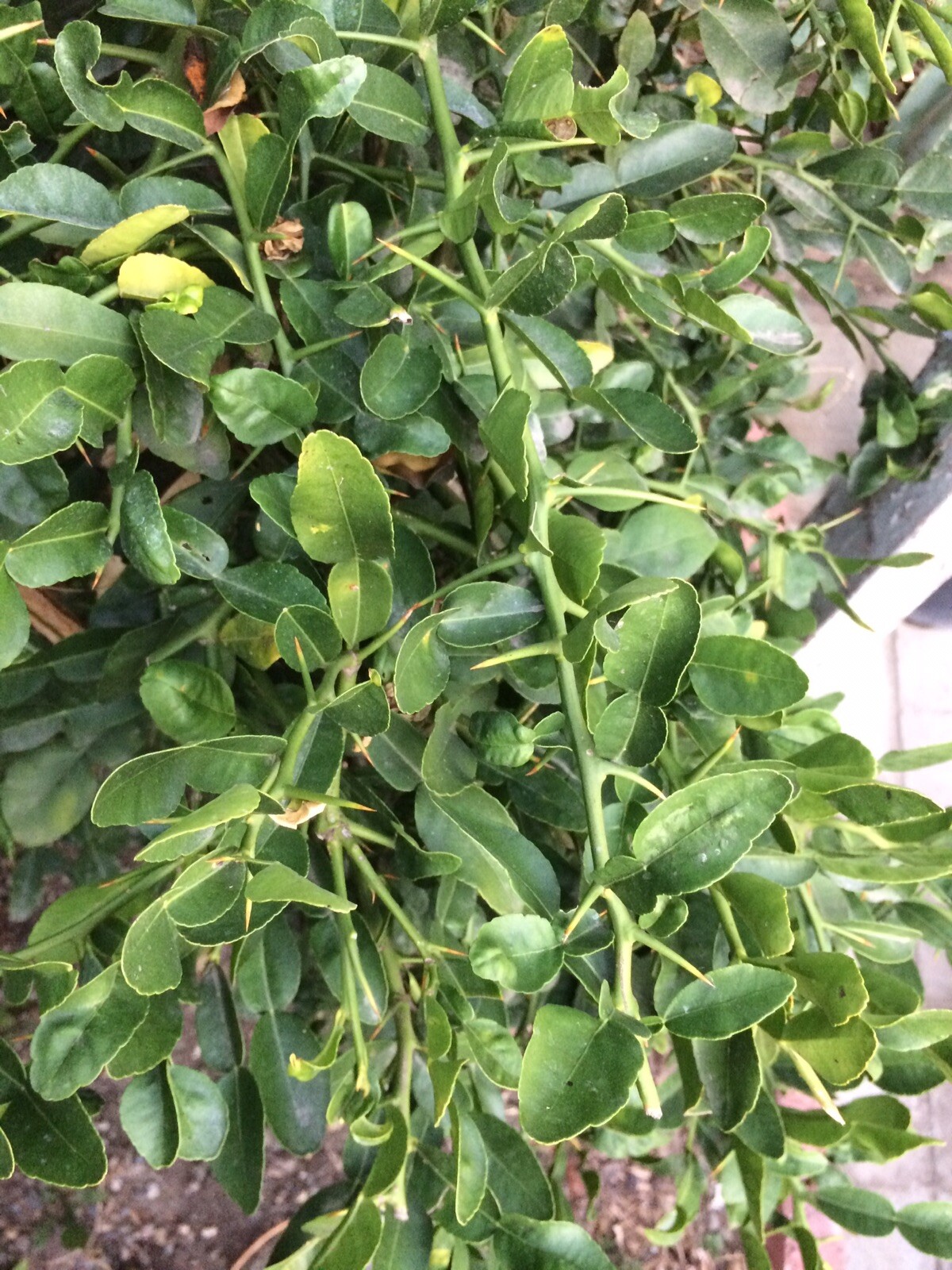 Organic Thai Kaffir Lime Leaves Freshly Picked, 30 Leaves