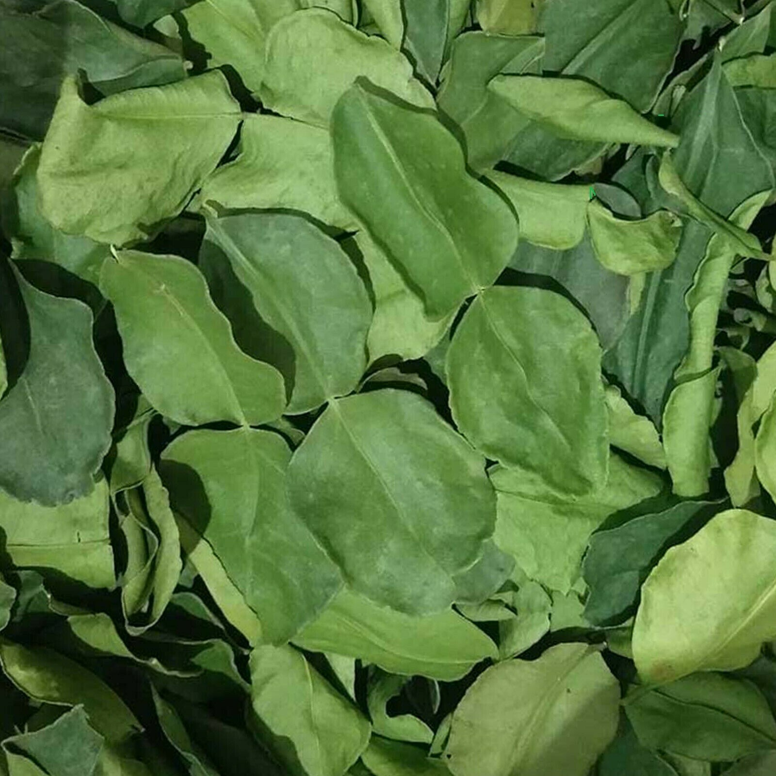 Dried Lime Leaves (Kaffir) 100% Organic Natural Premium Herb Spices Ceylon