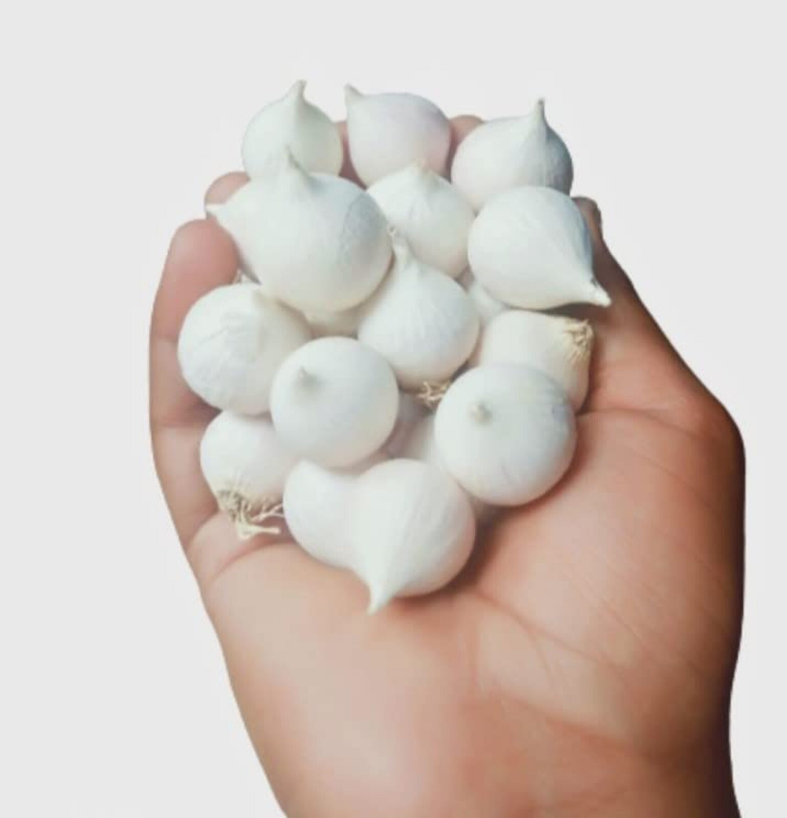 Desi Single Clove Garlic 100% Pure Natural Ek Pothi Lahsun Garlic Bulb 3.5oz