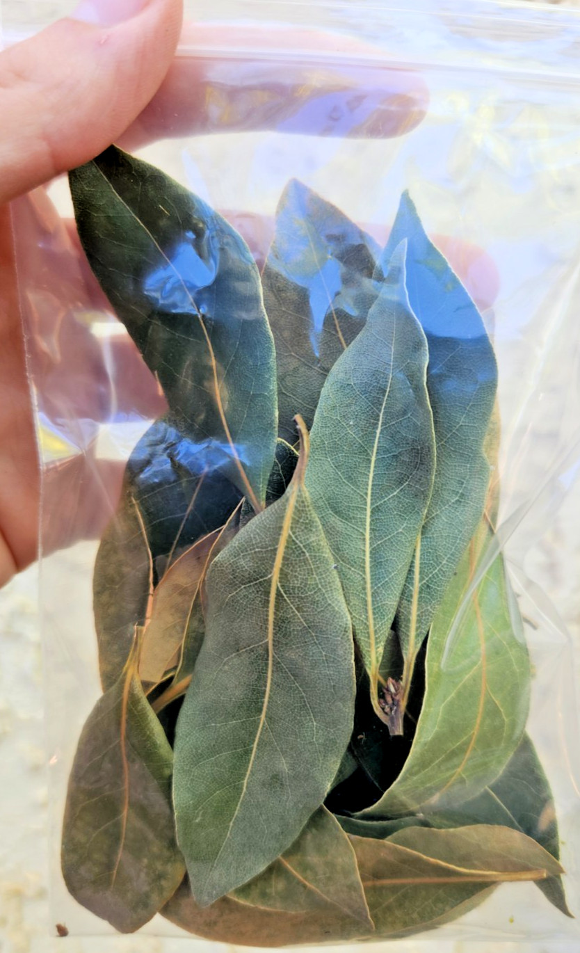 4oz Whole DRIED BAY LEAVES – Laurus Nobilis – 20 + Leaves – Organic Bay Laurel