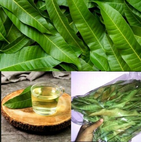 Natural ORGANIC Dried MANGO leaves For Tea Pure 100% Quality Fresh Healthy Leaf
