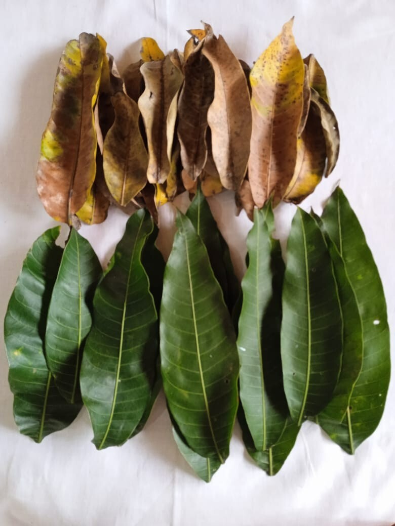 Dried Mango Leaves Quality 100% ORGANIC Herbal Natural Fresh Mango Leaf