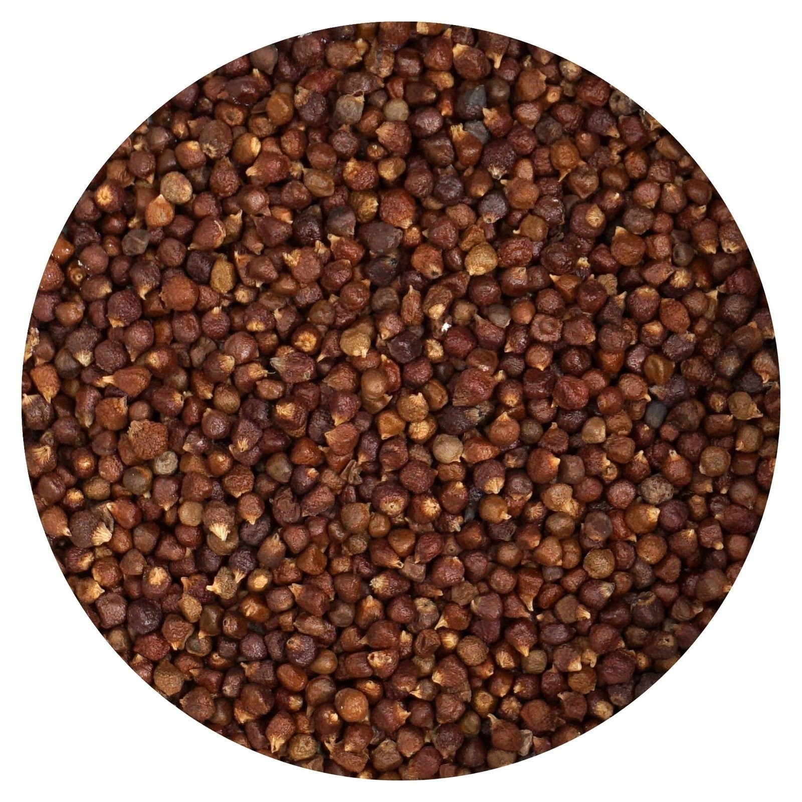 Grains of Paradise, 1 Ounce Tin, Hampton Distribution
