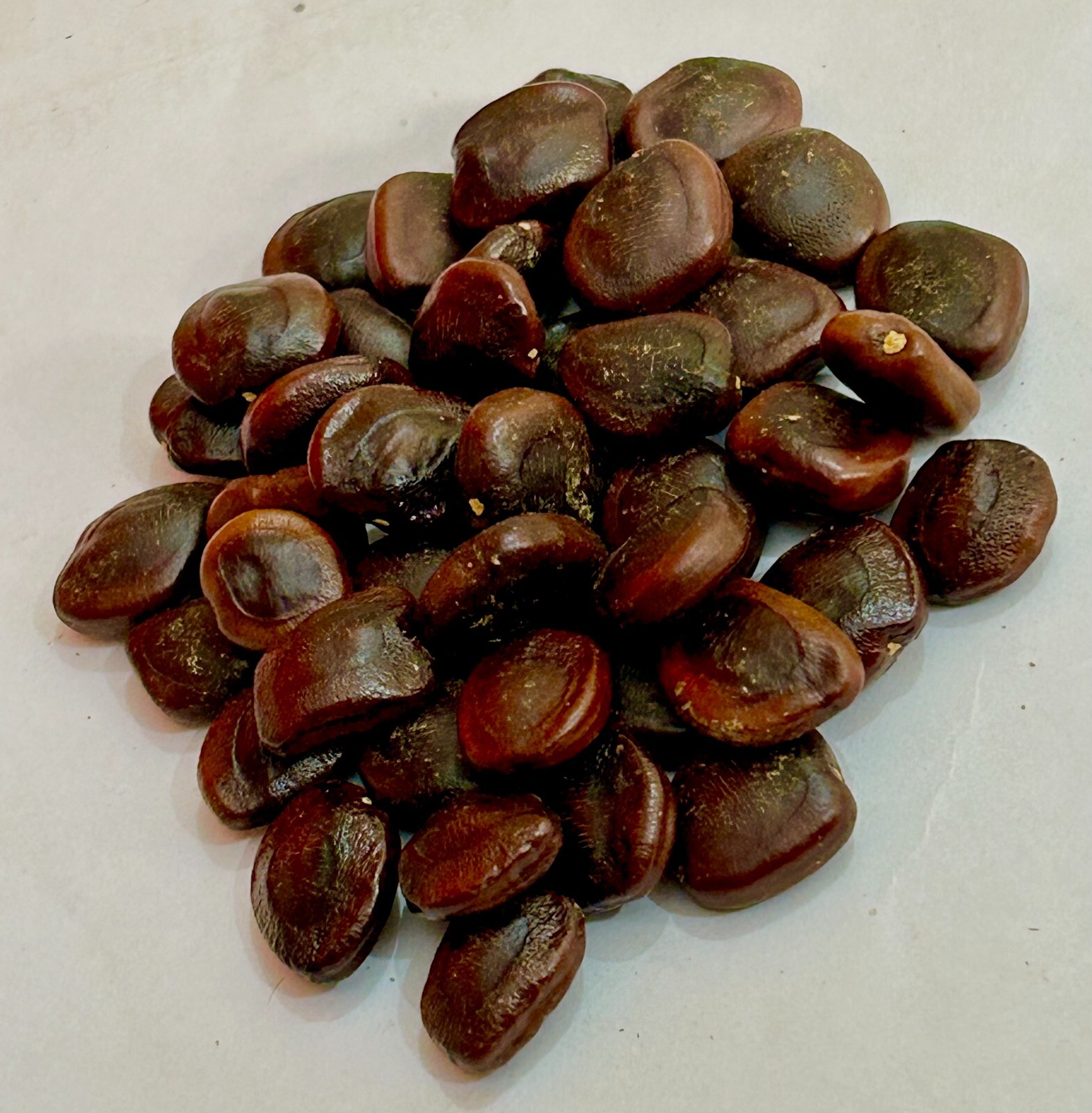 Tamarind Seeds, Tamarindus Indica,Imli Beej