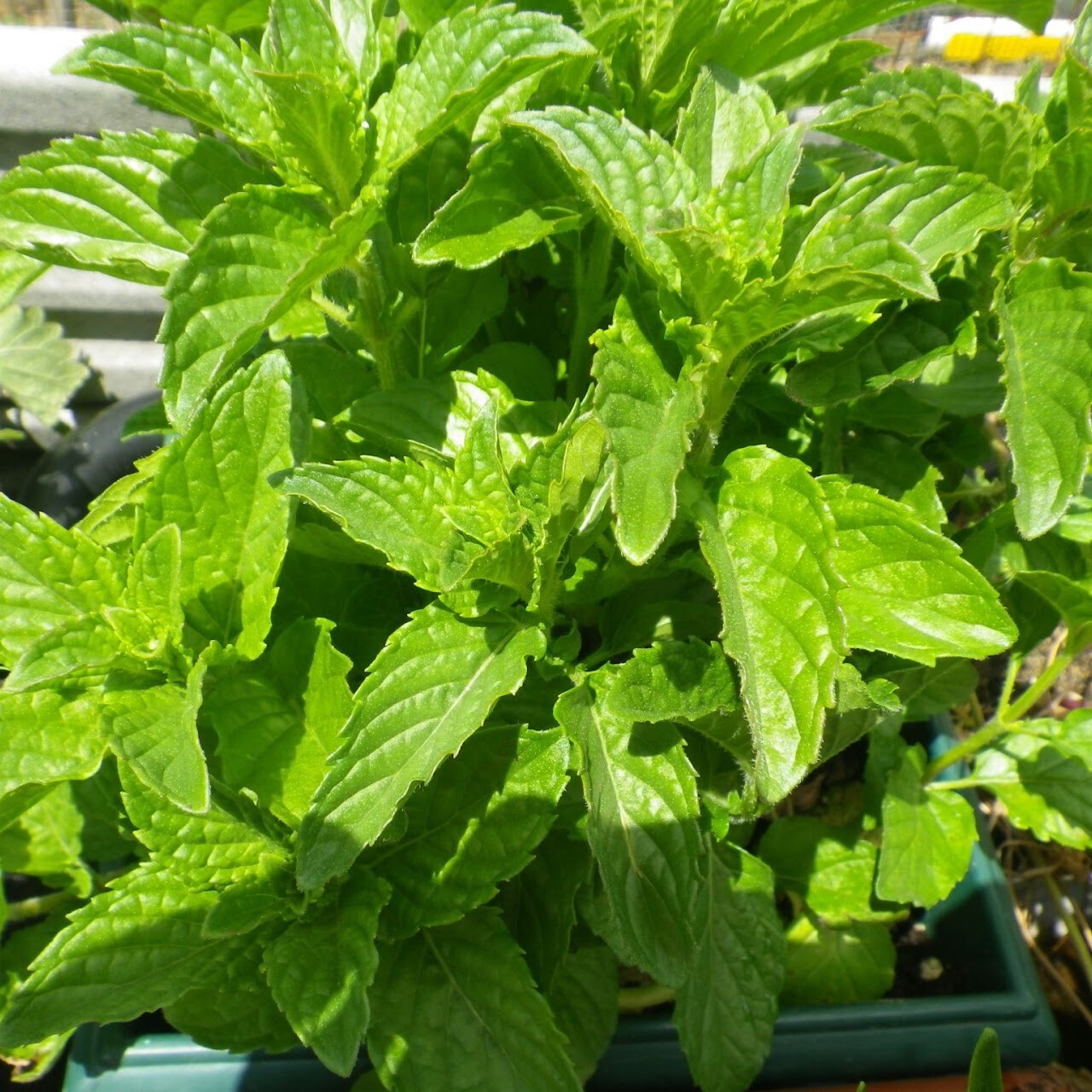 Organic Dried Herbs: Citrus Mint, Oregano, PepperMint, Rosemary, Sage.