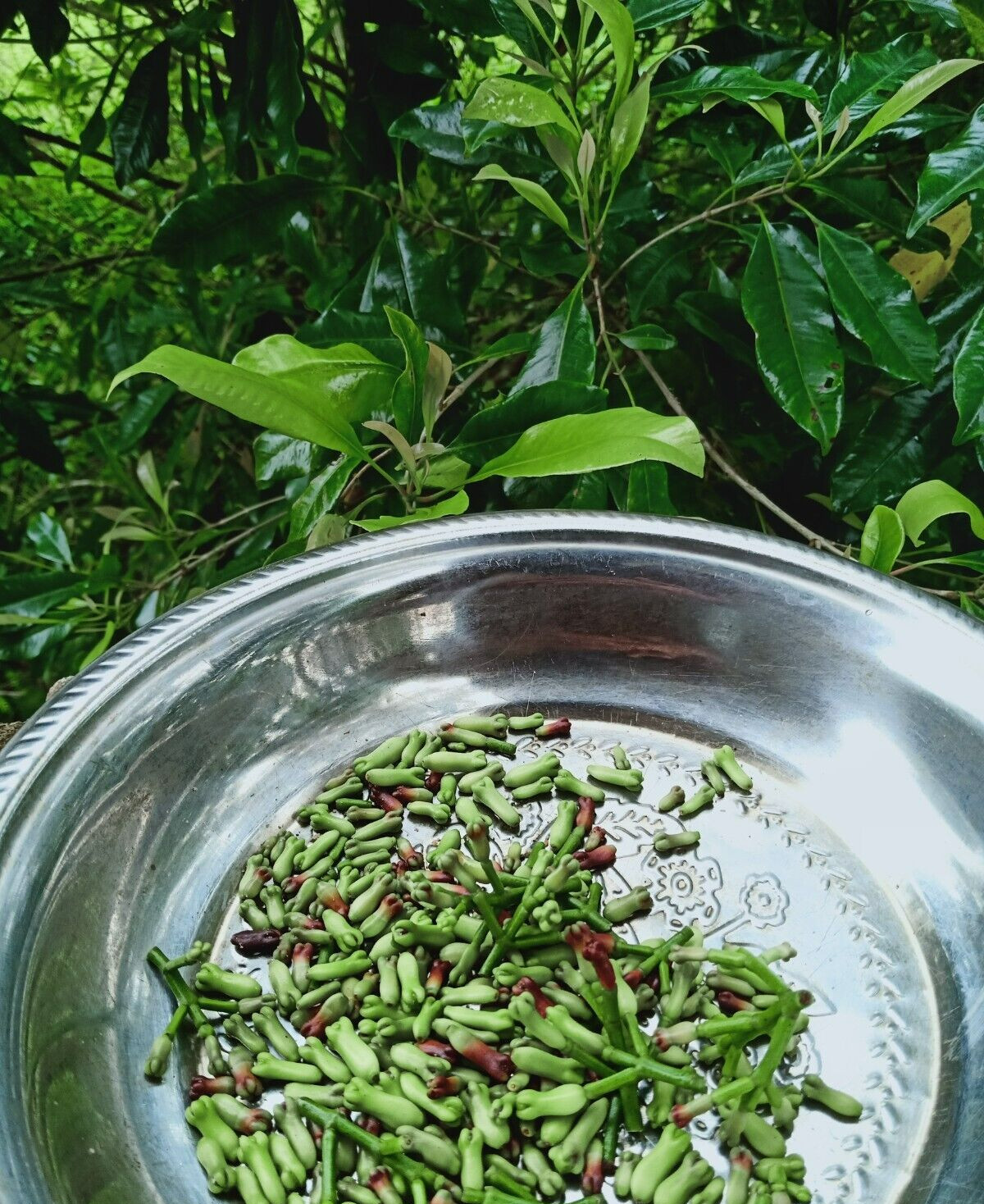 Whole cloves 75g Herbs Sun dried High quality Organic Hand picked Cloves Ceylon