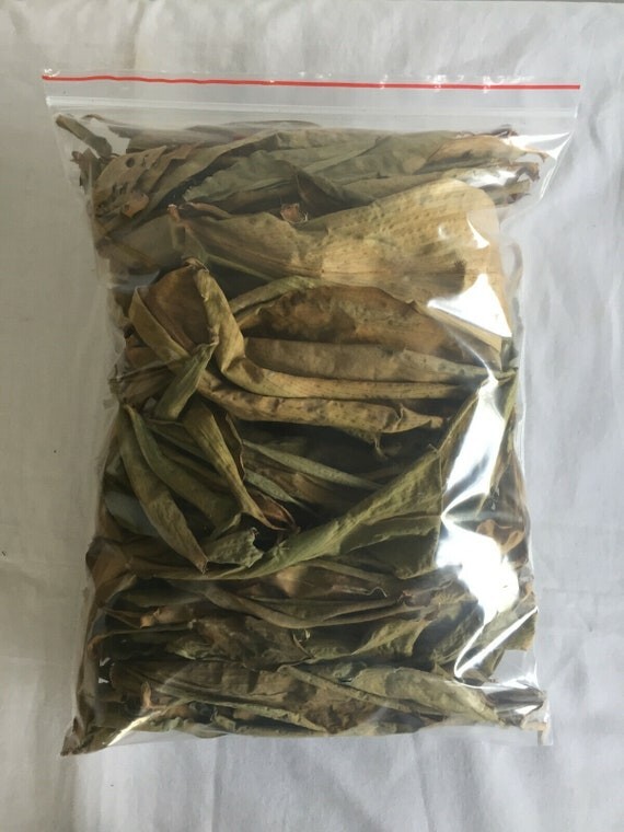 Insulin Canereed/Costus/Thebu Dried Leaves 100% Ceylon Organic -Diabetic Patient