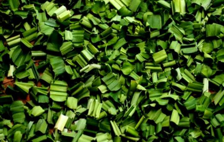 Dried Pandan Leaves Natural Organic Rampe Pandanus Amaryllifolius Plants Leaves