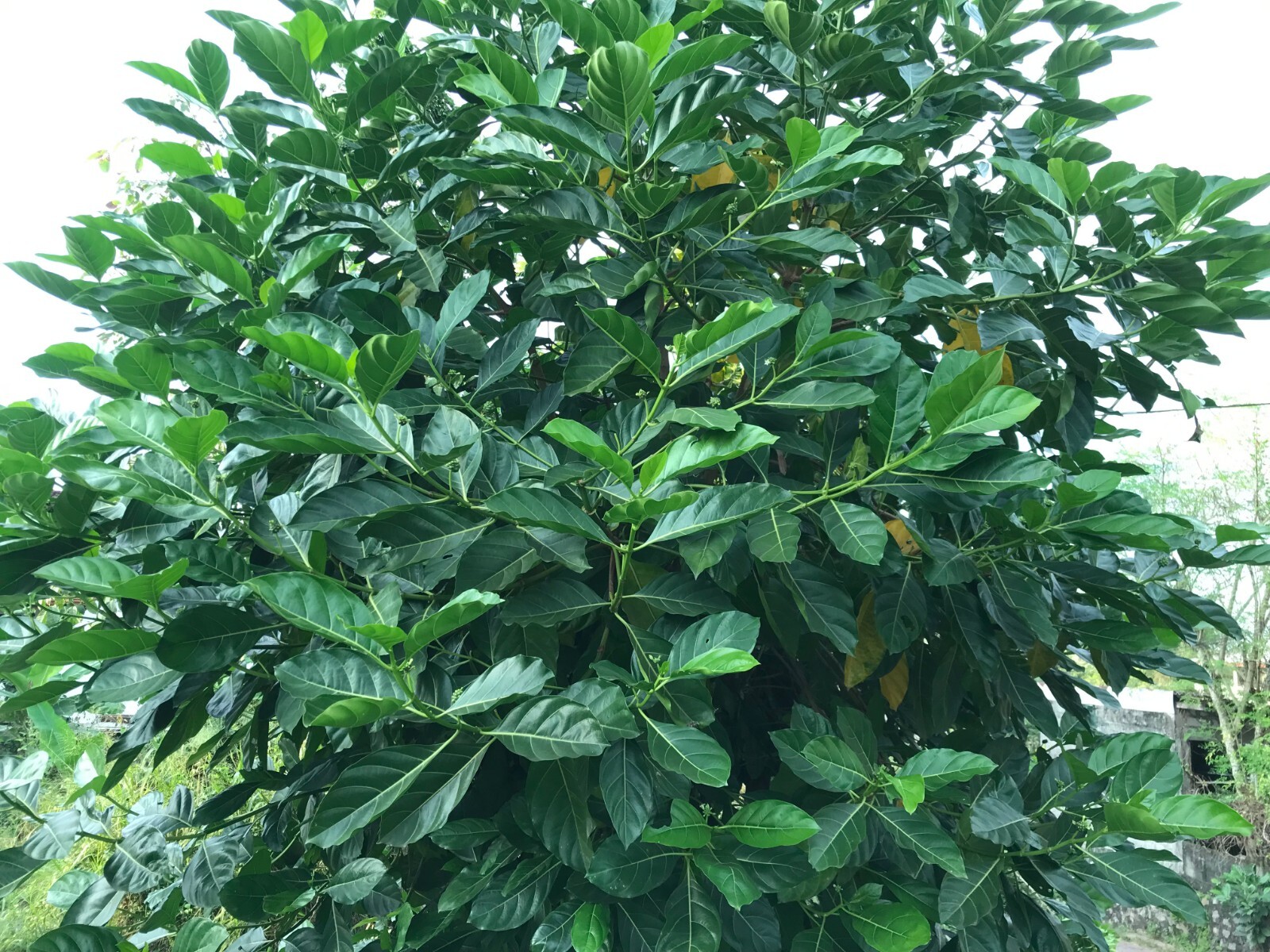 50pcsDry Noni leaves herbal tea 100% organic healthy drink (morinda citrifolia)