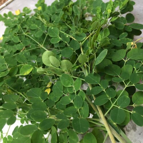 Dried Moringa Leaves Organic Oleifera Quality 100% Leaf Natural Pure Ceylon 100g