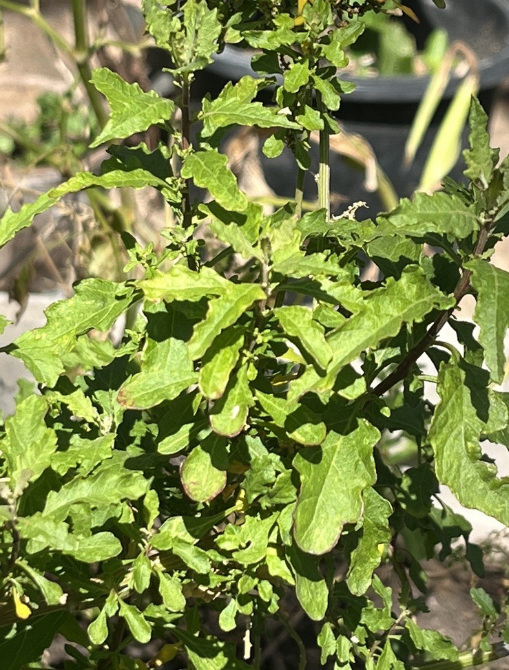 Epazote Leaves Mexican Epazote Leaves Item Weight 1 Oz