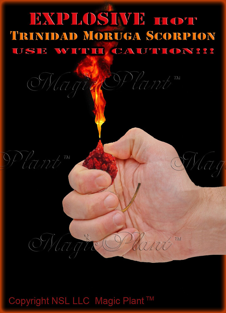 Trinidad Moruga Scorpion Chili Pepper Whole Pods 1kg (2.2lb)