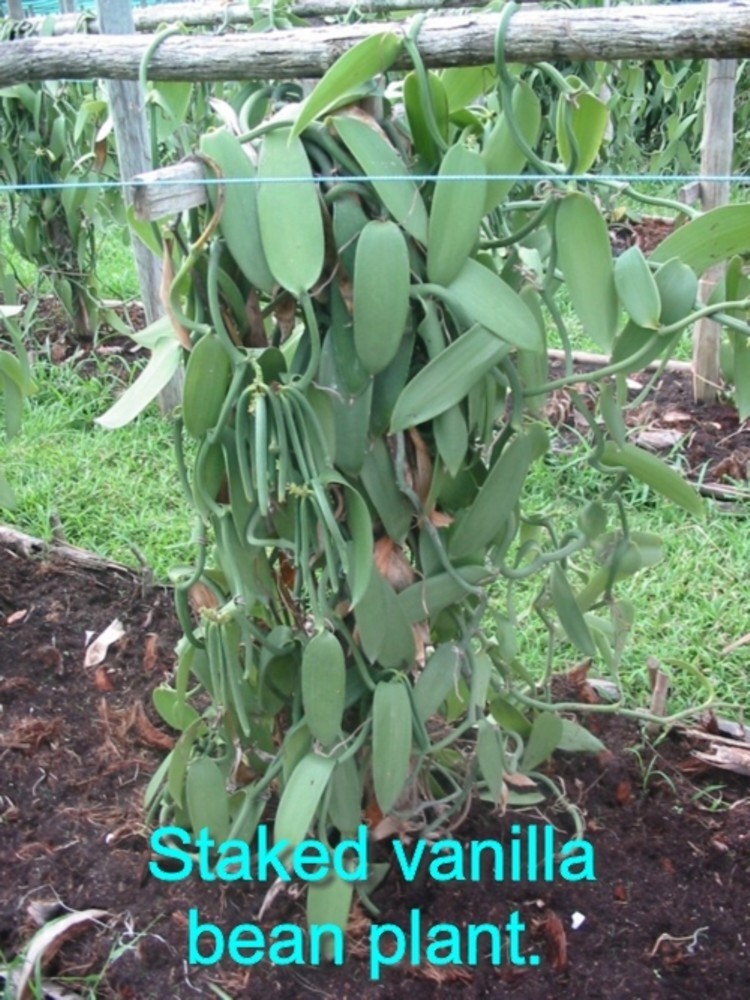 10 Prime Gourmet Grade A Madagascar Bourbon Vanilla Beans 6″
