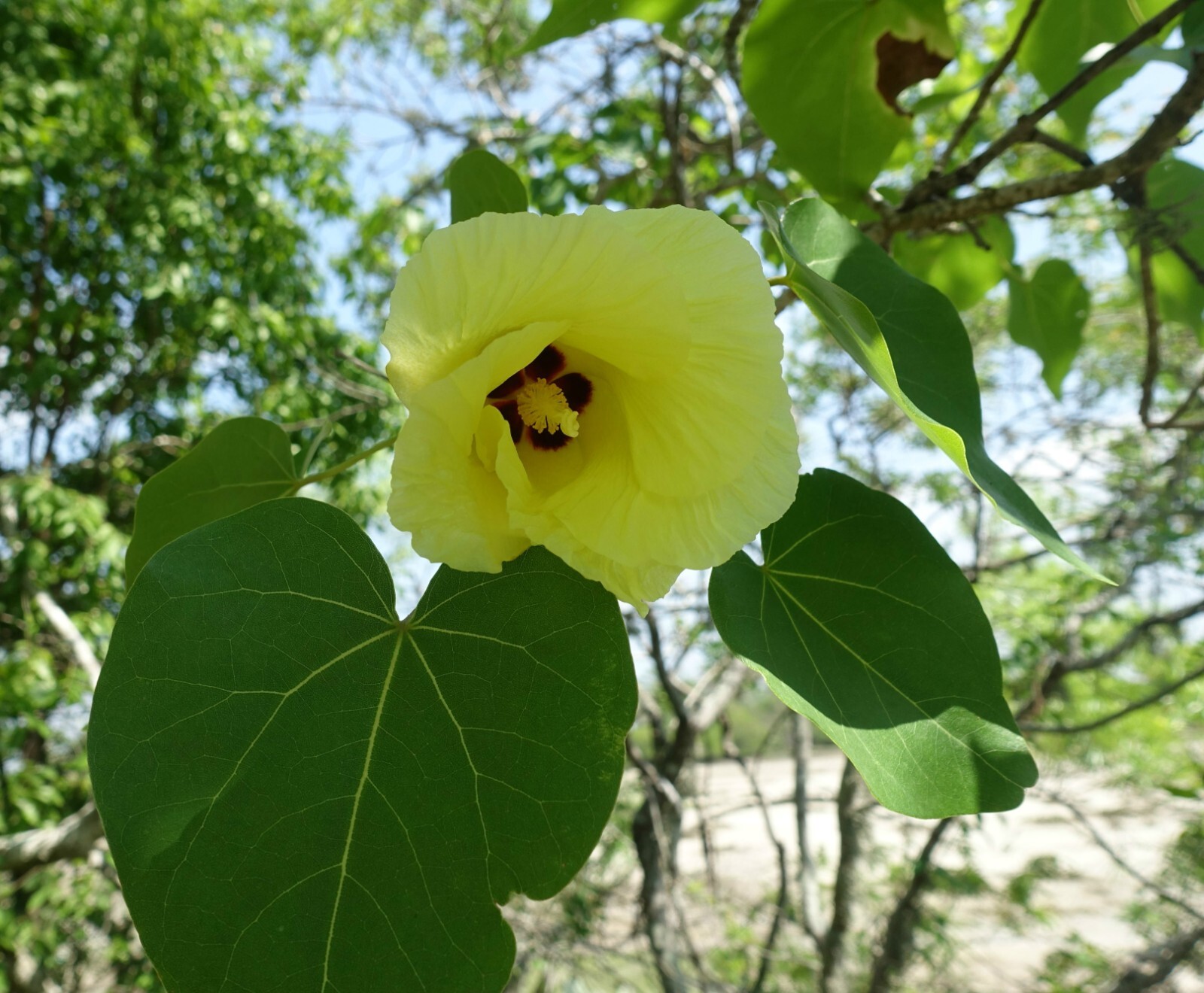 Thespesia populnea Portia Tree Aden Apple Indian Tulip Tree Dried Herbs 3.5-26oz