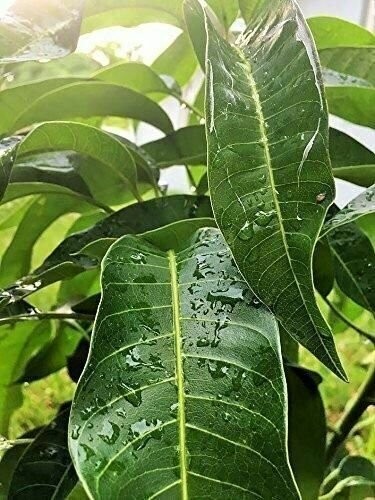 Fresh Mango Leaves Organic All Natural, No Pesticide, No Chemicals from South Fl