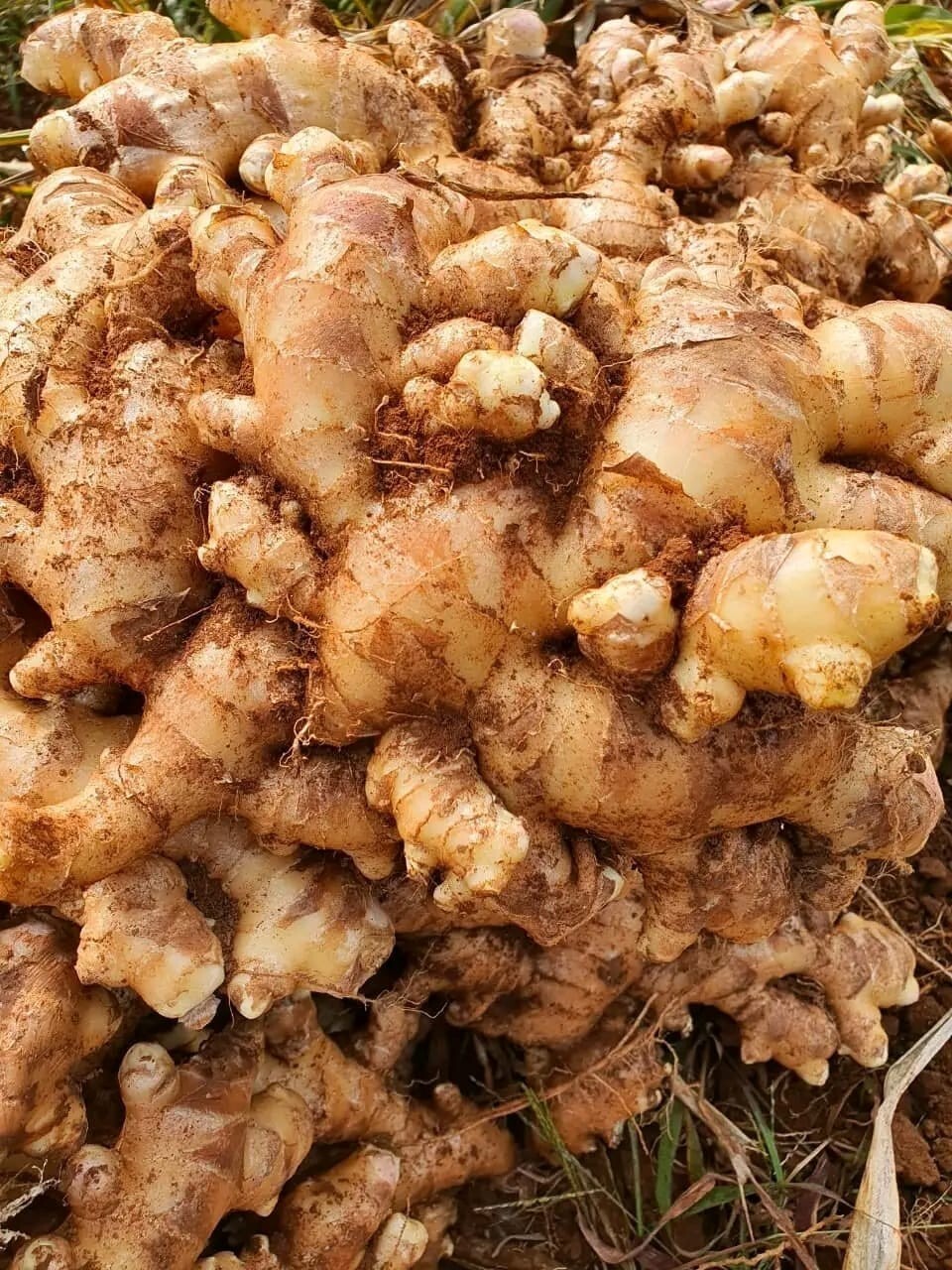 Dried Ginger root Slices Jiang jengibre zenzero Tea Ceylon Organic Free shipping