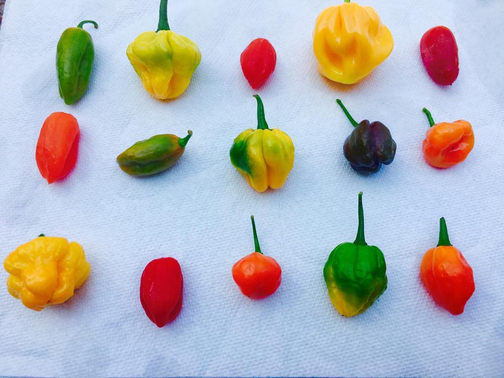 SUPER HOT Pepper Flakes Ghost, Carolina Reaper etc- 2 oz shaker bottle