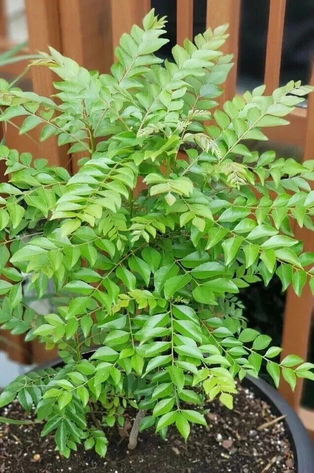 New Indian curry leaves, curry leaf plant, pure Kadi Patta Murraya seeds
