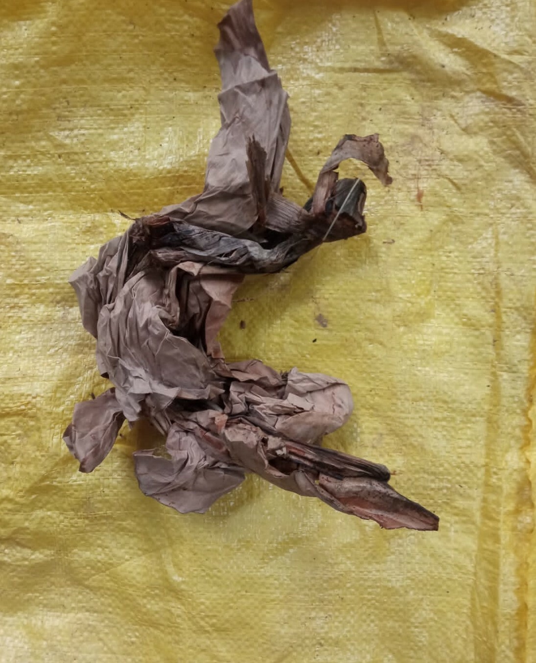 Dried Banana 100 Pieces Pet Supplies Fish Aquarium Shrimp Cleaning Organic eco