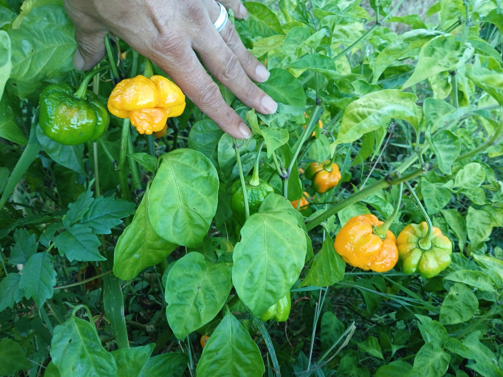 1 oz Yellow Trinidad Moruga Scorpion Pepper Powder