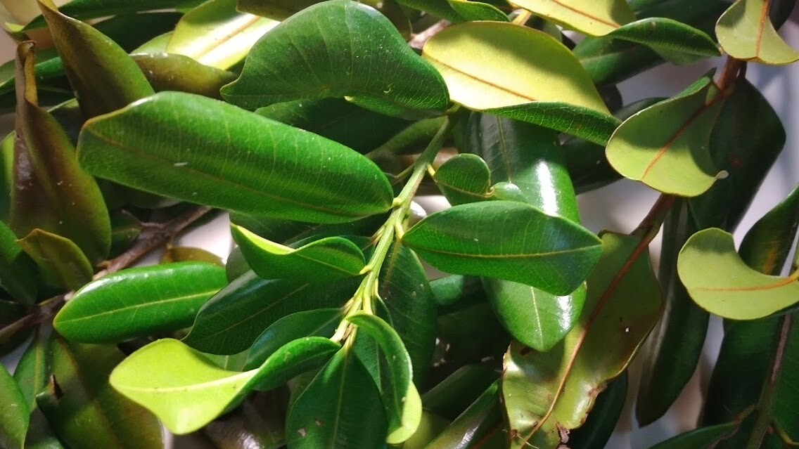 Dry, Malagueta leaf, Allspice / Pimenta / From Puerto Rico 4oz