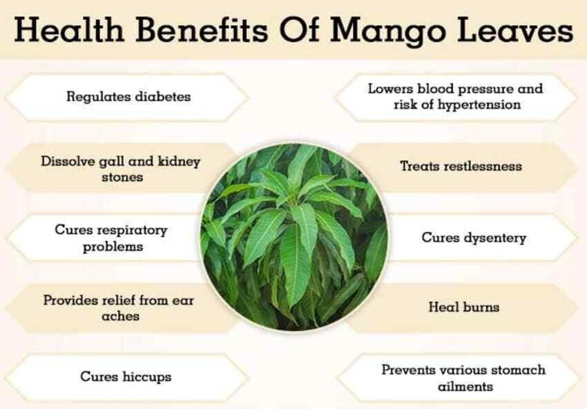 ORGANIC Dried Mango leaves Original Quality Pure 100 Leafs For Tea