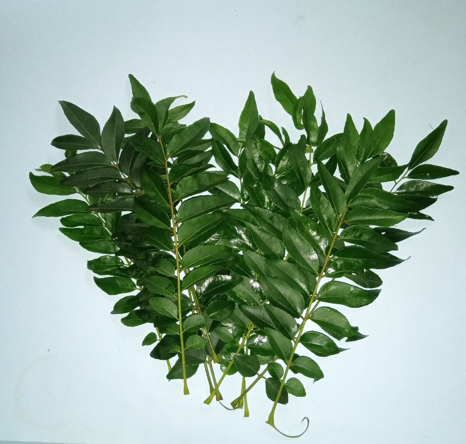 100% Natural Curry Leaves Food Flavoring and Herbal Tea organic 100g