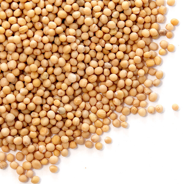 Yellow Mustard Seed – 16 oz. | Bulk | Spice Jungle