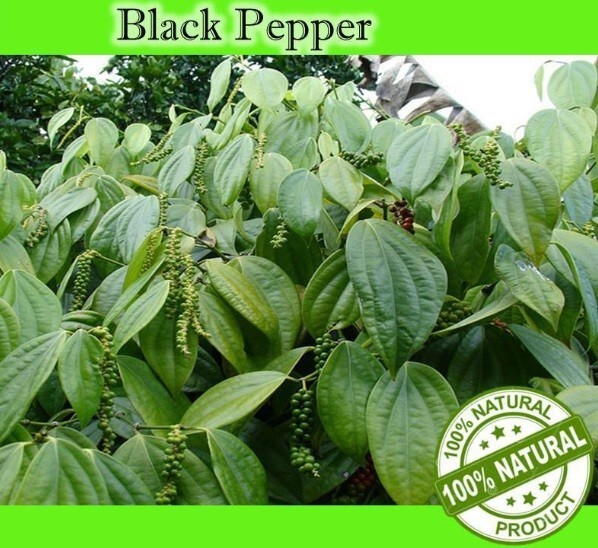 Black Pepper Whole Peppercorns Sri Lanka Ceylon Spices Organic Dry Natural Pure