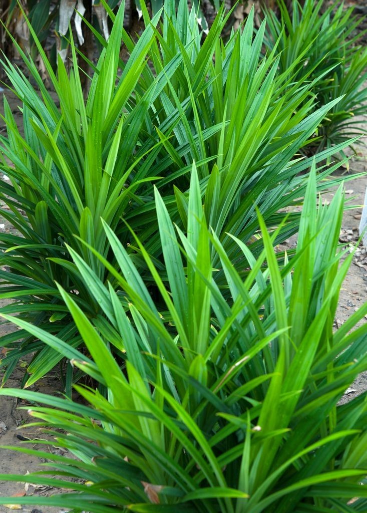 Organic Dried Pandan Leaves Nature Aroma for Drinks Bake Dessert 50g