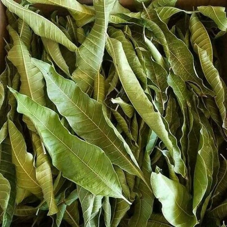 Dried Mango Leaves Natural from Ceylon for a healthy life Organic healthy Tea