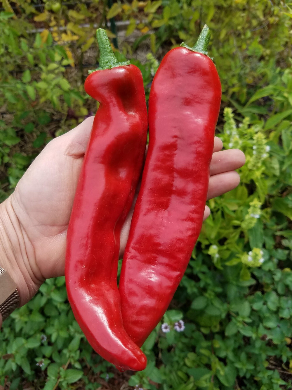 Guajillo Chili Powder 4oz / MEXICAN CUISINE / FLORIDA GROWN