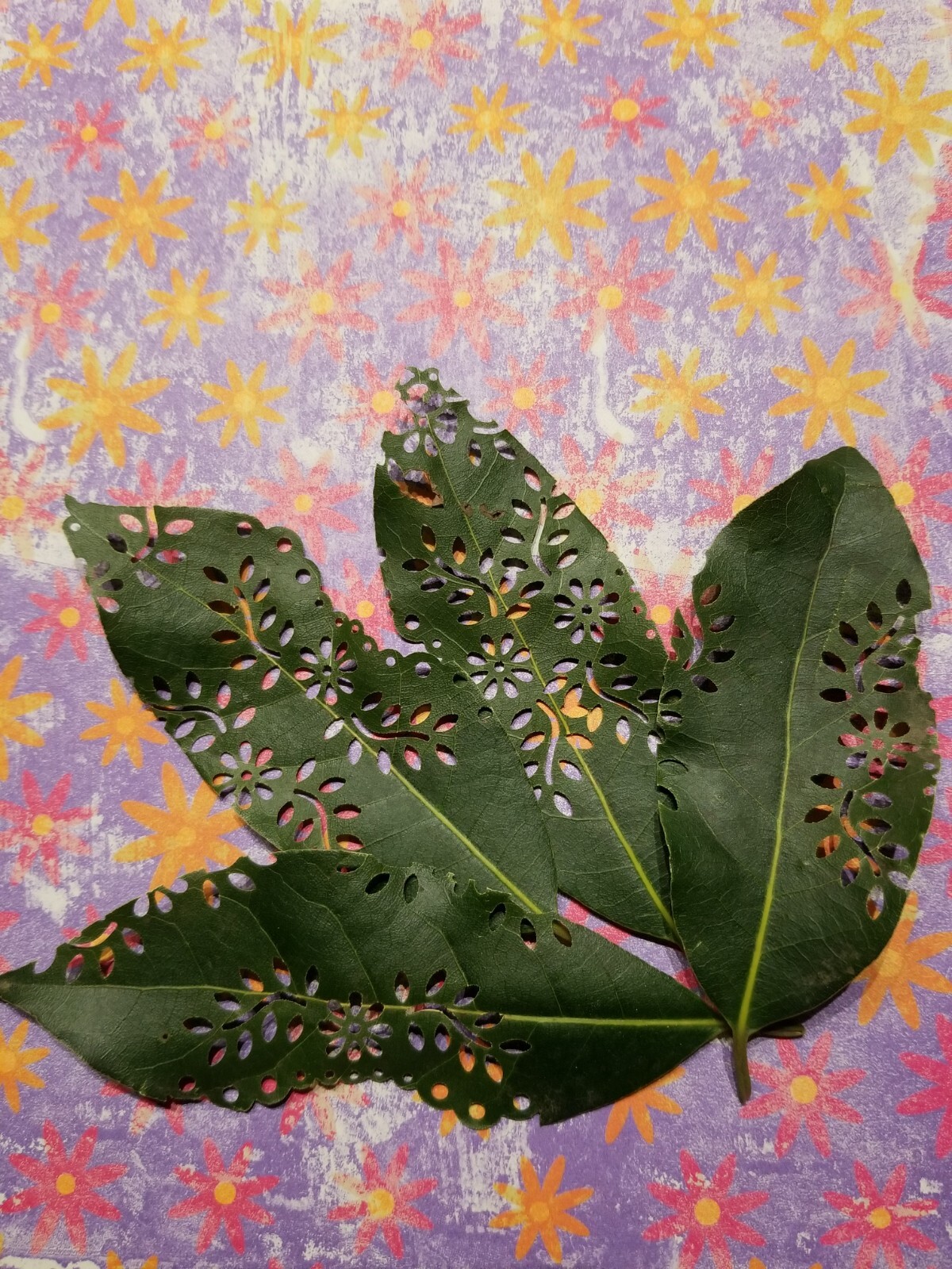 Bay Leaf Fresh with floral cut out design 40 leaves per package