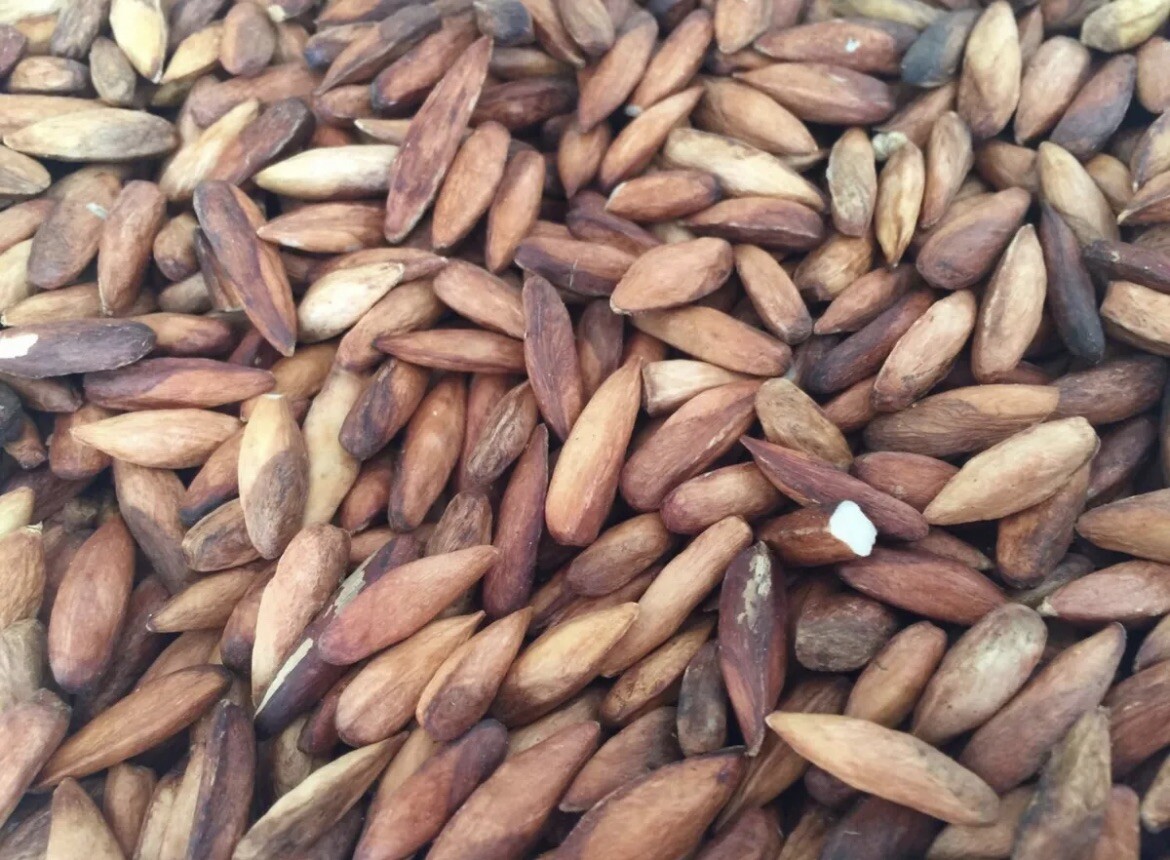 Terminalia Catappa Viable Seeds Nut Indian Almond pure organic herbal