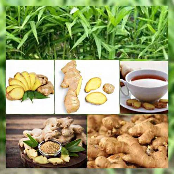 Premium Dried Ginger Chips – Natural, Aromatic, Spice & Tea Ingredient 100% Pure