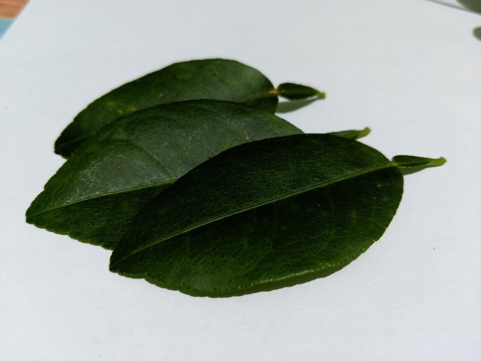 Ceylon Dry Kaffir Lime Leaves 50g,100% Organic Pure Natural Healthy Herbal Tea