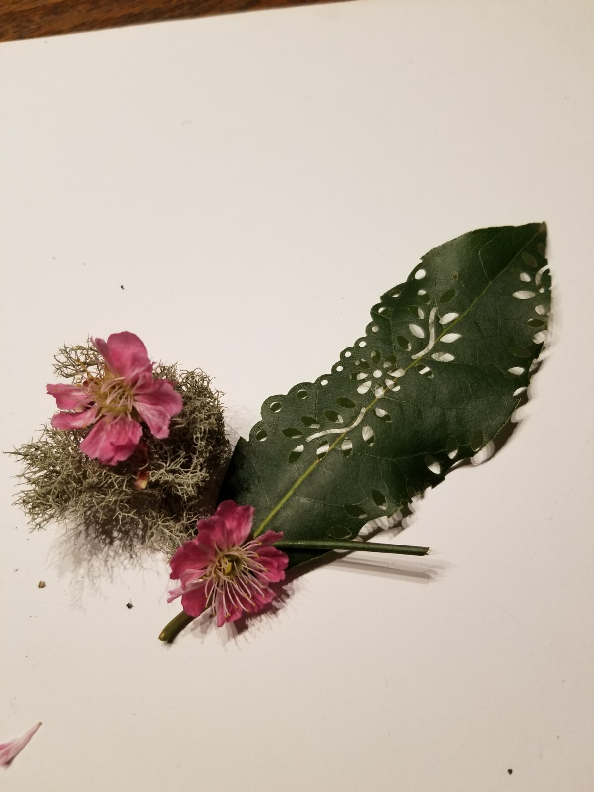 Bay Leaf Fresh with floral cut out design 40 leaves per package