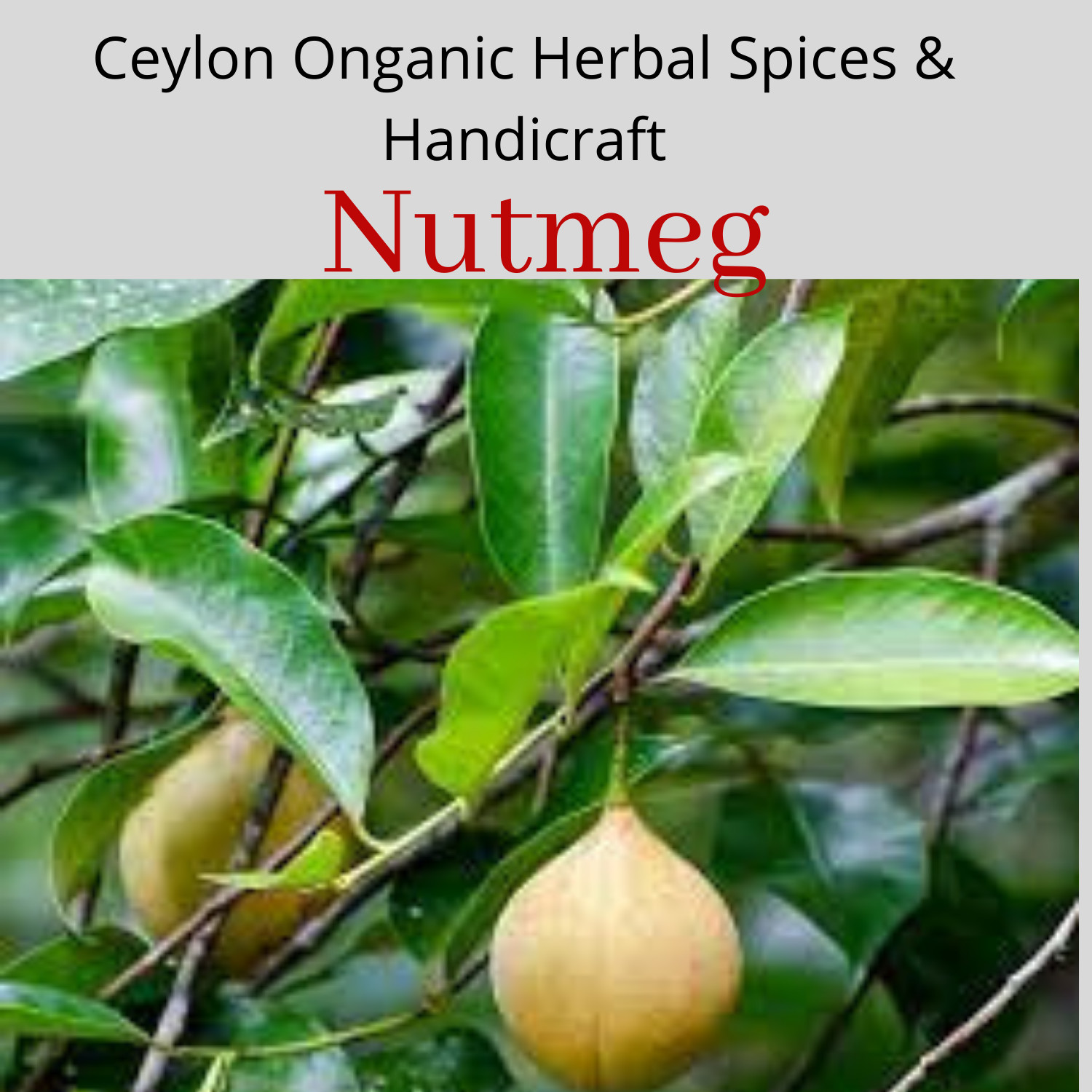 Ceylon 100% pure high quality organic Dried Nutmeg