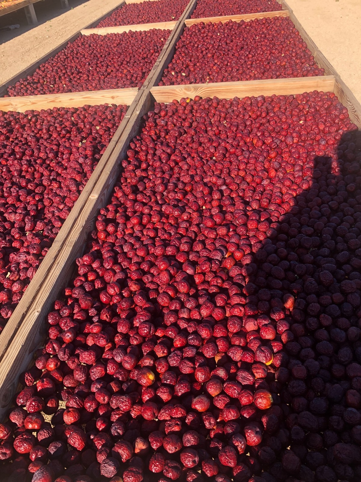 100% ORGANIC Dried Jujube Date California Grown 대추 Hong Zao 紅棗 táo tàu 1/2 lbs.