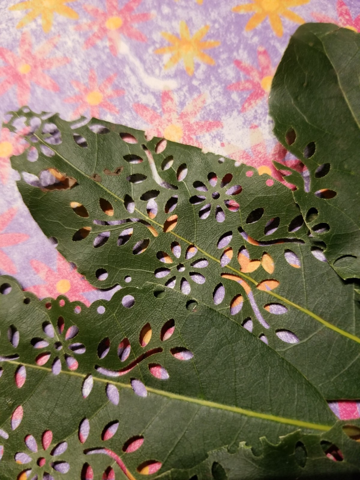 Bay Leaf Fresh with floral cut out design 40 leaves per package