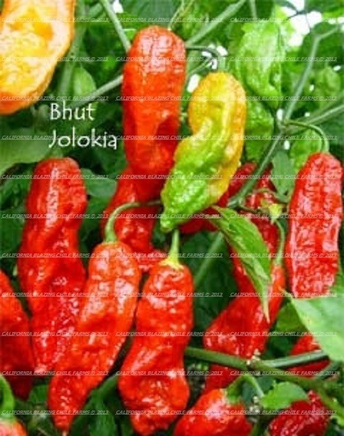 1 pound 100% Pure Ghost Pepper Powder Insanely HOT! 1lb. [454grams]
