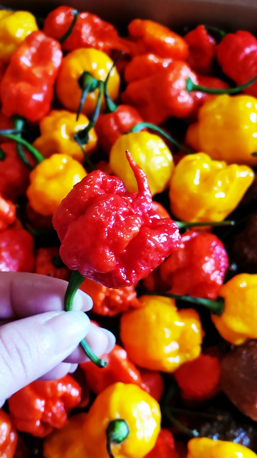 Carolina Reaper/Ghost Pepper/Moruga/Habanero various Purees available! 1 ounce