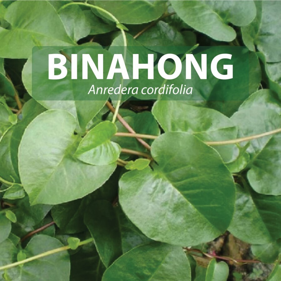 BINAHONG 100 Capsules Organic Herbs Spices Fresh Pure Hygienic Premium